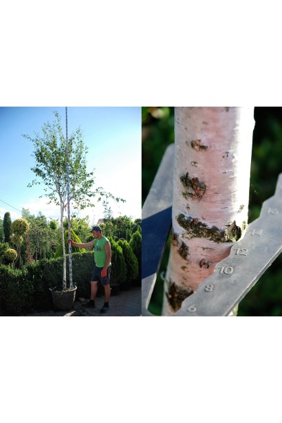 Береза полезная Доренбос обхват ствола 12-14 см