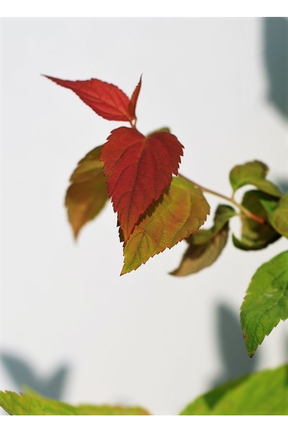 Spiraea japonica Macrophylla