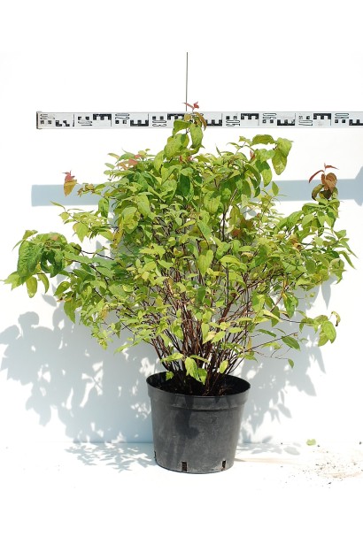 Спирея японская Макрофилла 