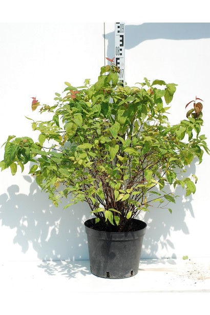 Спирея японская Макрофилла 