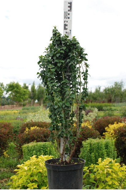 Дерен Компресса горщик 5 л  50-70 см