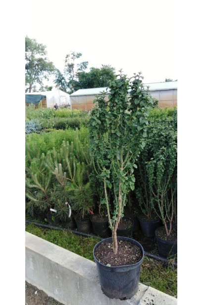 Дерен Компресса в контейнері 5 л