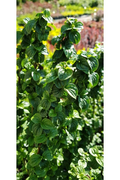 Дерен криваво-червоний Компресса