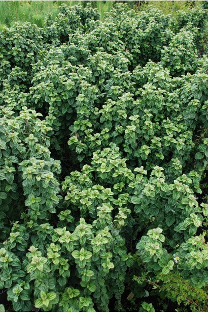 Дерен червоний Компресса саджанці