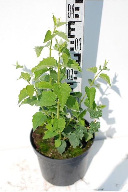 Чубушник Снегопад - 3л/40см/15-25см