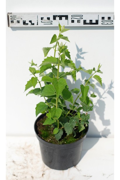 Чубушник Снегопад - 3л/40см/15-25см