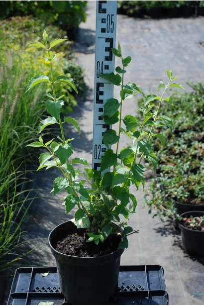 Philadelphus Schneesturm: роскошный цветущий кустарник для живой изгороди.