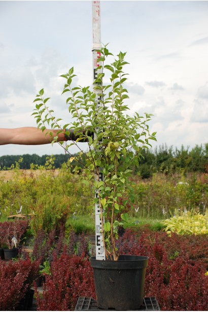 Саженец жасмина Снегопад для ароматного уголка.