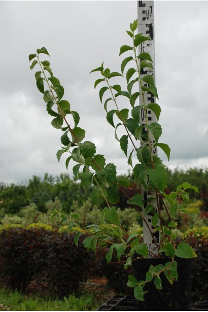 Чубушник Снегопад - 3-5л/60-80см/20-30см