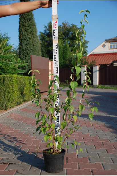 Philadelphus coronarius Schneesturm