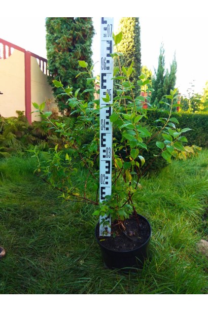 Чубушник венечный Снегопад 