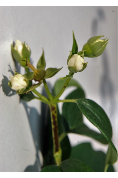 Чубушник венечный Снегопад 