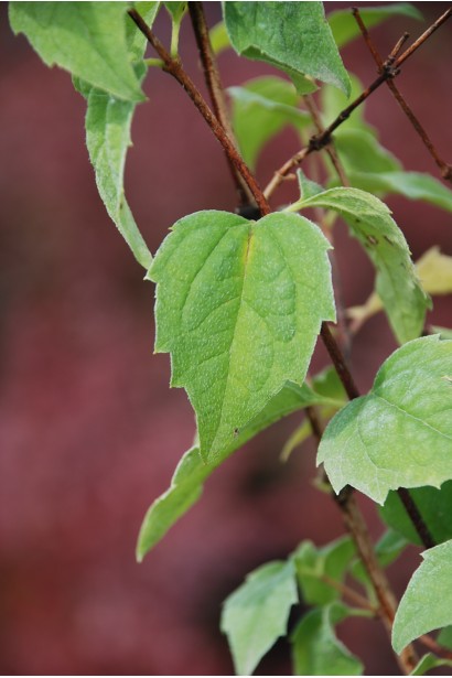 Philadelphus coronarius Schneesturm