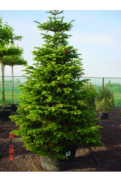 Пихта Нордмана / кавказская