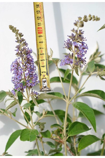 Будлея Лочінч довжина суцвіття 12 см