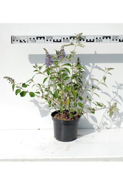 Будлея Давида Лочінч саджанець діаметр 50-60 см