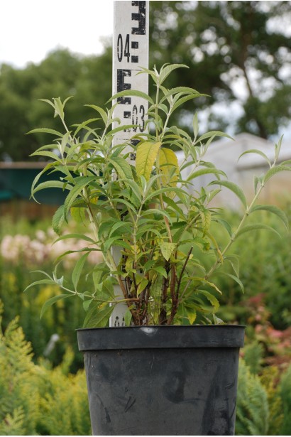 Будлея Давида Лочінч в горщику 3 л, висота 30-40 см