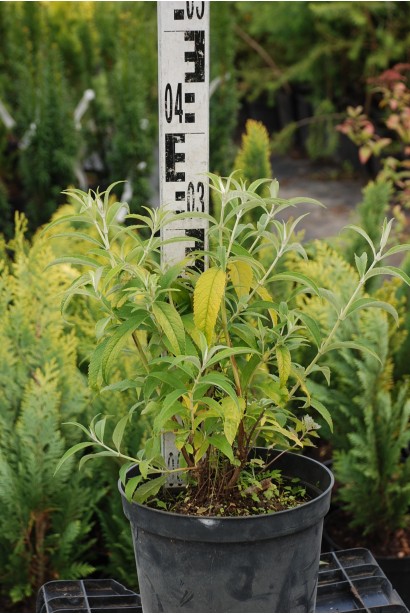 Будлея Давида Лочінч контейнер С3 