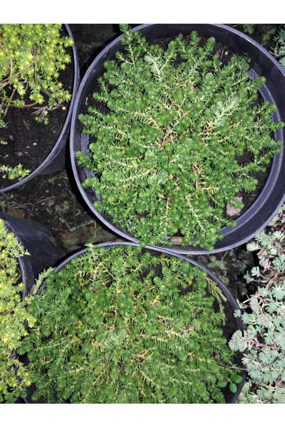 Очиток білий  - 3л/0-5см/Ø15-20см