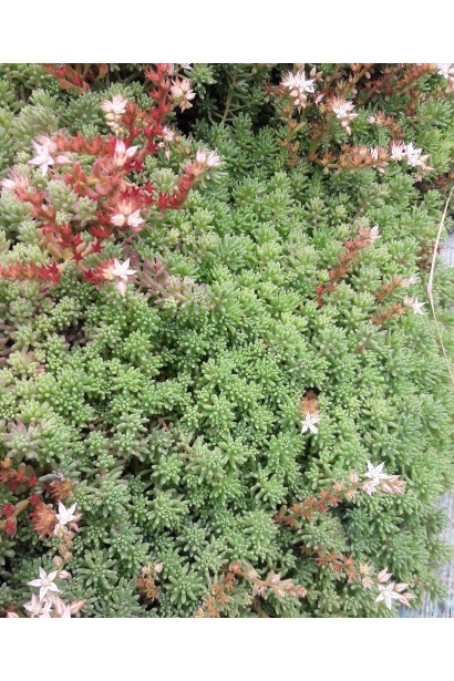 Sedum album - сукулент для сонячних ділянок із щільним зеленим килимом