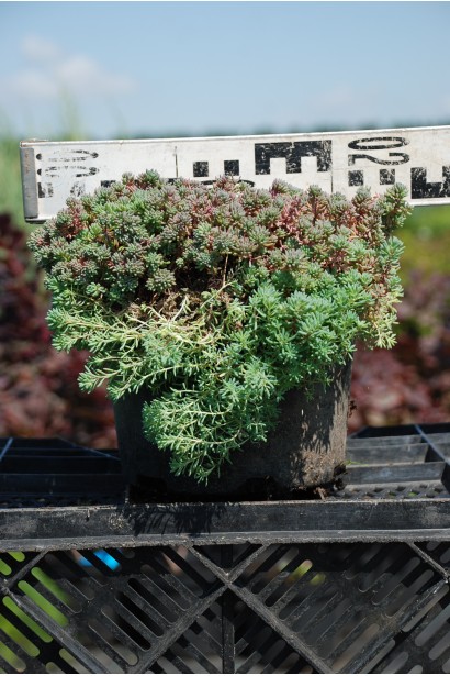 Сукулент очиток білий в контейнері