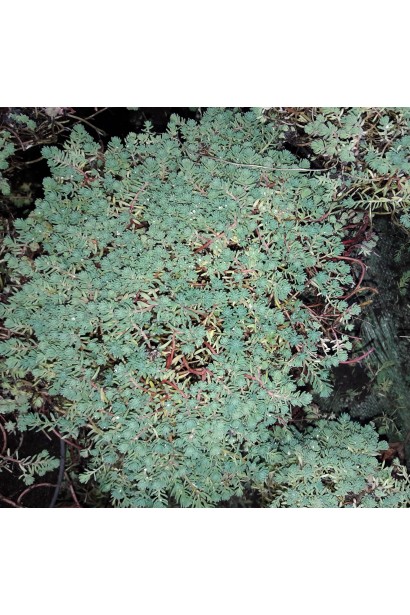 Sedum album