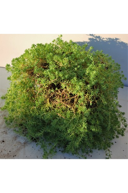 Sedum album - декоративна рослина для альпійських гірок і рокаріїв