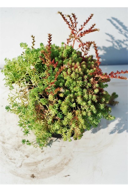 Очиток білий  - 3л/вис.5см/Ø20-25см