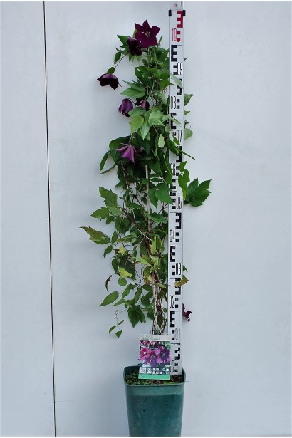 Ломонос  Руж Кардинал саженец Р9