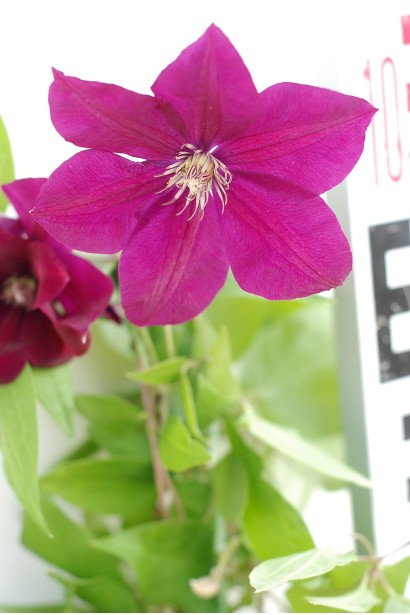 Клематис Rouge Cardinal