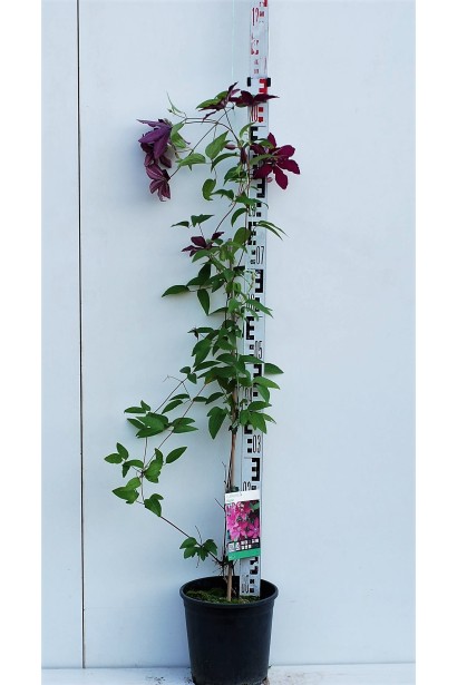 Ломиніс / Клематіс Рюйтель саджанець в контейнері