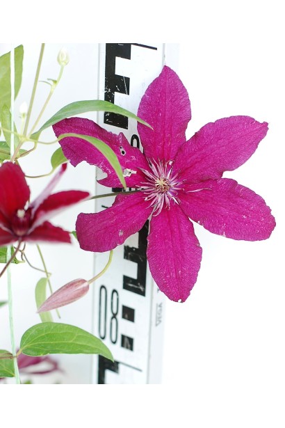 Клематіс Ruutel квіти