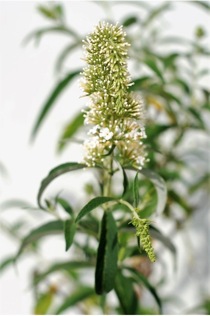 Будлея Давида Вайт Проф`южен