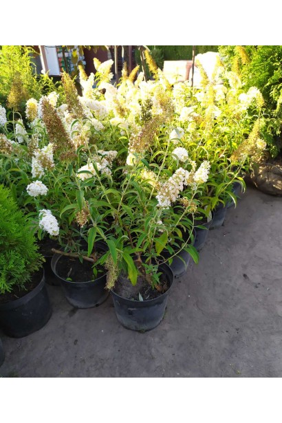 Саджанці будлеї Вайт Проф`южен  в садовому центрі