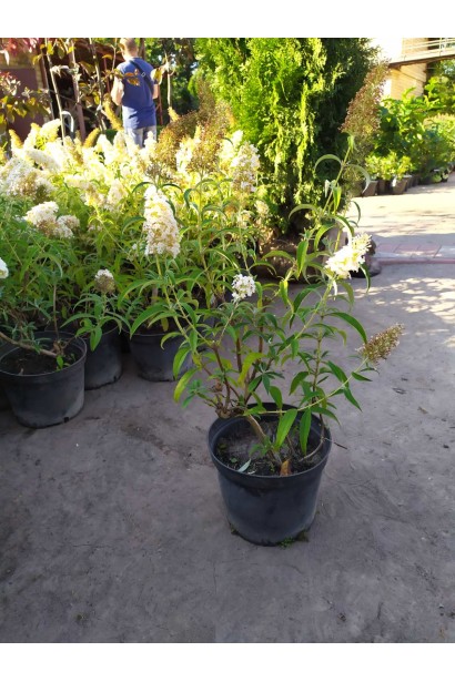 Будлея Давида Вайт Проф`южен контейнер 5 л