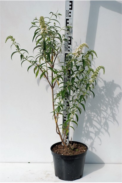 Будлея Давида Вайт Проф`южен саджанець висота 60-80 см