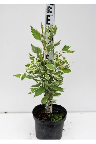 Дерен белый Сибирика Вариегата контейнер 3 л 40-50 см