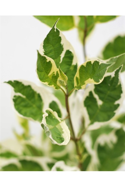 Дерен белый Sibirica Variegata