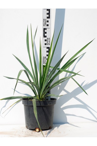 Юкка нитчата  - 5л/вис.30-40см/Ø30-40см