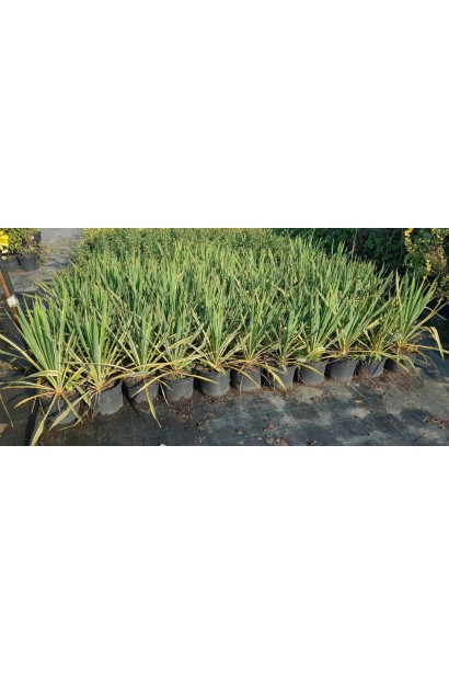 Юкка нитчата в садовому центрі