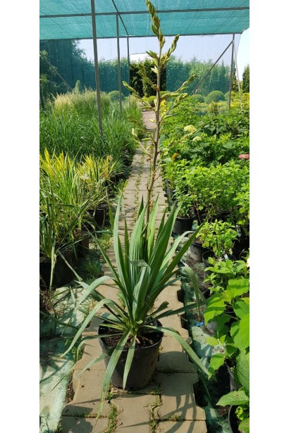 Юкка нитчата