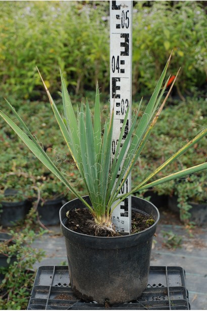 Юка волокниста