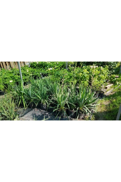 Юкка нитчата