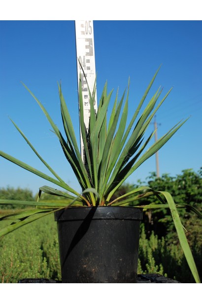 Юкка нитчата в контейнері