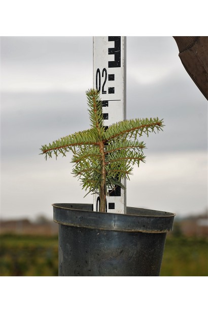 Пихта кавказская в контейнере