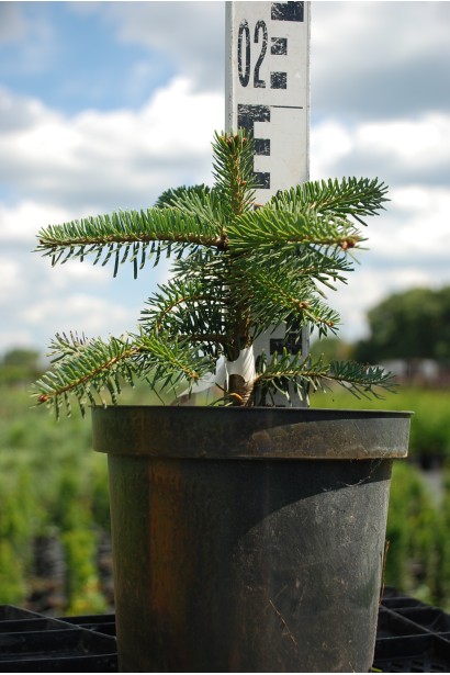 Abies nordmanniana Ambolouri / Tlugi