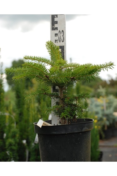 Саженец пихты кавказской: вынослив и устойчив к морозам, легко приживается.