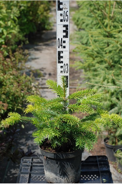 Пихта кавказская Амболури / Тлуги - 3-5л/выс.15-25см/Ø20-30см