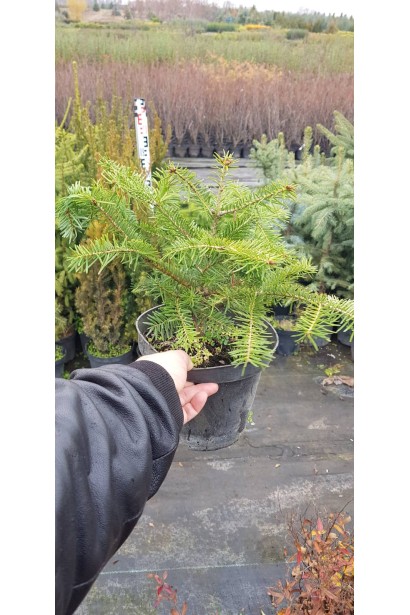 Саженец пихты Тлуги