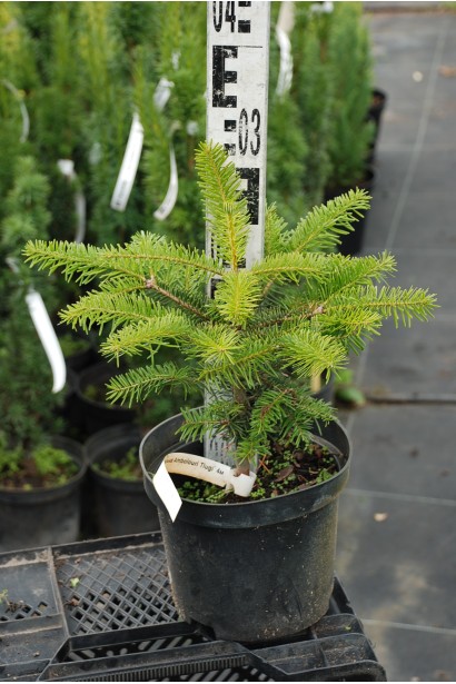 Саженец пихты Тлуги: быстро растущее растение для создания хвойных композиций.